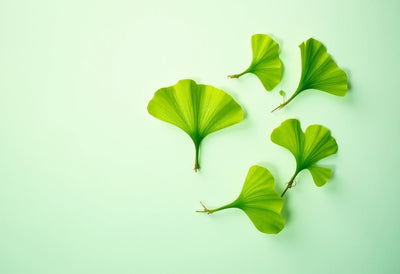 Top 5 Health Benefits Of Ginkgo Biloba That You Will Love - Nutrix Health Care